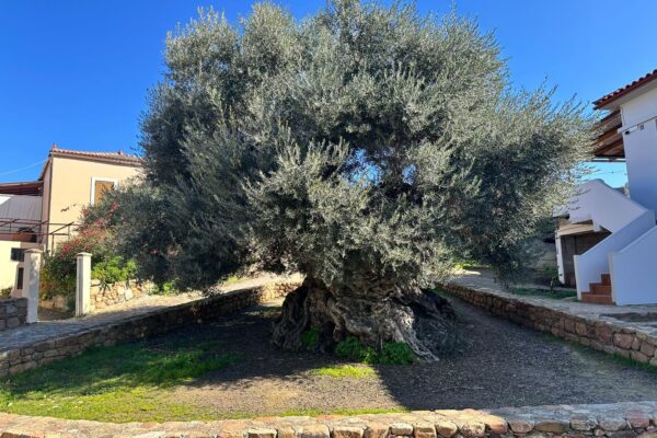 Taste of Crete